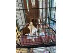 Adopt Ferris a Boston Terrier, Mixed Breed