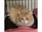 Adopt Jackie Chan a Domestic Short Hair