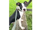 Adopt Xavier a Pit Bull Terrier, Mixed Breed