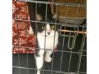 Adopt Rick a Domestic Short Hair