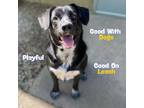 Adopt Patrick a Cattle Dog, Hound