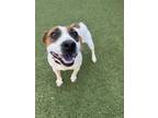 Adopt Peso Pluma a Parson Russell Terrier, Mixed Breed