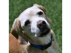 Adopt Bernie a Beagle