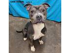 Adopt Tike a Pit Bull Terrier