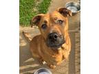 Adopt Spartacus a Boxer, Hound