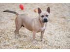 Adopt BEAUX a American Staffordshire Terrier