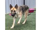 Adopt Granite a German Shepherd Dog