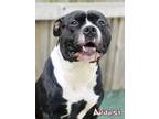 Adopt Anansi a American Staffordshire Terrier, Mixed Breed