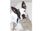 Adopt Cian a Pit Bull Terrier, Mixed Breed