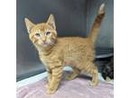 Adopt Georgie Porgie a Domestic Short Hair