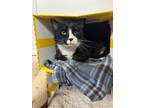 Adopt Max a Domestic Short Hair