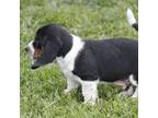 Basset Hound Puppy for sale in Memphis, MO, USA