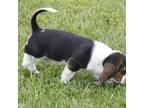 Basset Hound Puppy for sale in Memphis, MO, USA