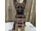 German Shepherd Dog Puppy for sale in Boonville, IN, USA
