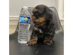 Shorkie Tzu Puppy for sale in Dearborn, MI, USA