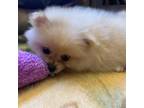 Pomeranian Puppy for sale in Deer River, MN, USA