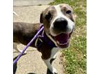 Adopt Quigley a American Staffordshire Terrier