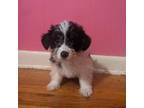 Mutt Puppy for sale in Dunlap, TN, USA