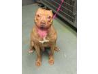 Adopt Boe a American Staffordshire Terrier