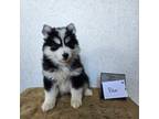 Mutt Puppy for sale in Belmont, WI, USA