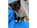 Adopt Machete a Domestic Short Hair