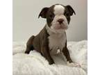 female boston terrier