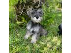 female schnauzer