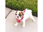 female english bulldog