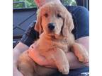 Golden Retriever Puppy for sale in Bellingham, WA, USA