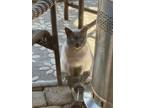 Adopt Grant a Siamese, Domestic Short Hair