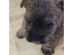 Cairn Terrier Puppy for sale in Ogema, MN, USA