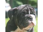 Olde English Bulldogge Puppy for sale in Garland, NC, USA