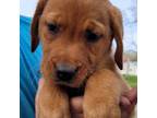 Labrador Retriever Puppy for sale in Columbia City, IN, USA