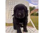 Mutt Puppy for sale in Newton Grove, NC, USA