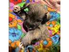 Mini Whoodle (Wheaten Terrier/Miniature Poodle) Puppy for sale in Carson City, MI, USA