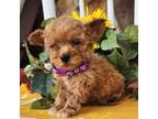 Mutt Puppy for sale in Grabill, IN, USA