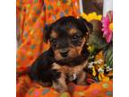 Yorkshire Terrier Puppy for sale in Grabill, IN, USA