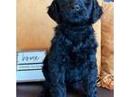 Goldendoodle Puppy for sale in Ottertail, MN, USA