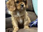 Cavalier King Charles Spaniel Puppy for sale in Kearney, NE, USA
