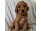 Goldendoodle Puppy for sale in Lakewood, CO, USA