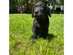 Labrador Retriever Puppy for sale in Matthews, NC, USA