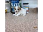 Havamalt Puppy for sale in Poplar Bluff, MO, USA