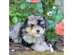 American Eskimo Dog Puppy for sale in Harrison, MI, USA