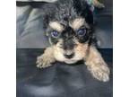 Mutt Puppy for sale in Chalmette, LA, USA