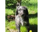 Labradoodle Puppy for sale in Minneapolis, MN, USA