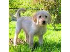 Labradoodle Puppy for sale in Minneapolis, MN, USA