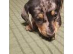 Dachshund Puppy for sale in Taylors, SC, USA
