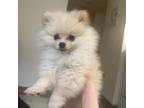 Pomeranian Puppy for sale in Philadelphia, PA, USA