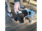 German Shorthaired Pointer Puppy for sale in Rutherfordton, NC, USA