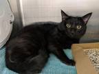 Adopt HARVEST MOON a Domestic Short Hair